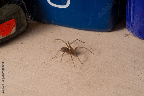 Tableau sur toile Loxosceles Brown Recluse Spider on Pale Floor Next to Blue Containers and Shoe