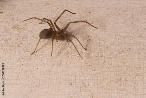 Photos Close-Up Macro Brown Recluse Violin Spider Loxosceles on Wooden Textured Surface