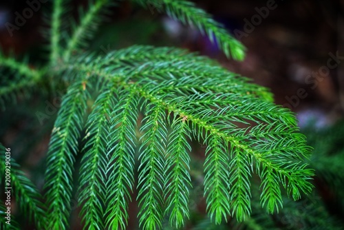 Foto Araucaria heterophylla norfolk island pine tree leaf christmas tree HD
