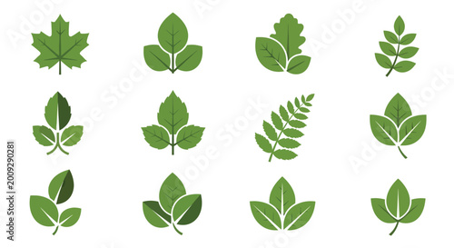 Variety of green leaves a botanical illustration collection