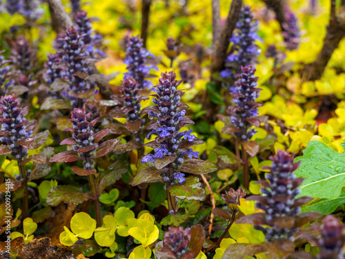 Close-up of blooming Ajuga reptans in the garden