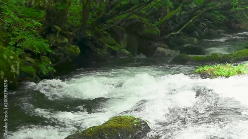 群馬県みなかみ町の奥利根、夏の森に囲まれた渓流で白い水流が勢いよく流れる自然風景