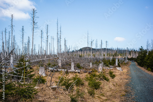 Endlose Wälder unter blauem Himmel im Harz