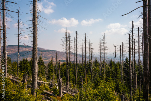 Panorama über den Wurmberg und Harzer Wälder