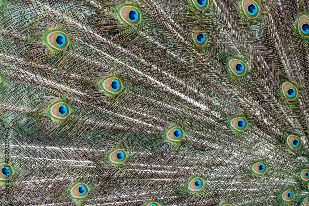 Obraz premium Peacock feather pattern, bright green - blue bird tail texture