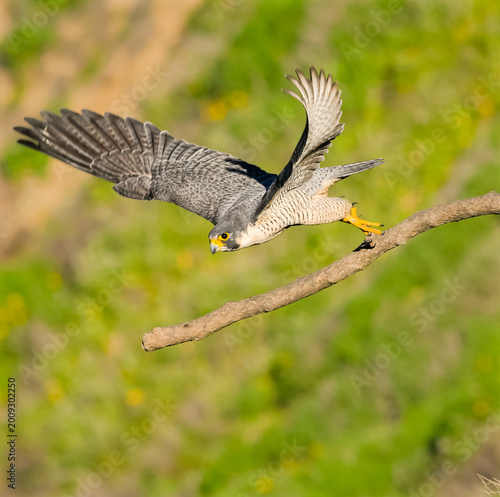 Foto Peregrine falcon taking flight from a branch with wings spread wide against a soft green natural background