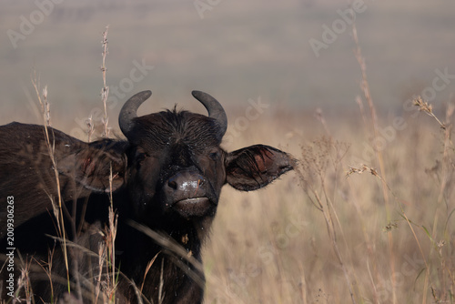 Photography Buffalo in grass field looking at the camera