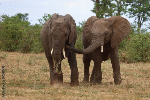 Photography Afrikanischer Elefant / African elephant / Loxodonta africana