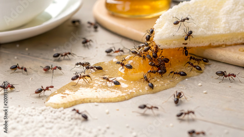 A swarm of ants eating spilled honey on a kitchen table, pest control concept, insect infestation, sweet food problem.