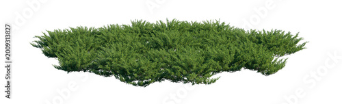 Фотография juniperus sabina clump (savin juniper, sabina) isolated PNG on a transparent bac