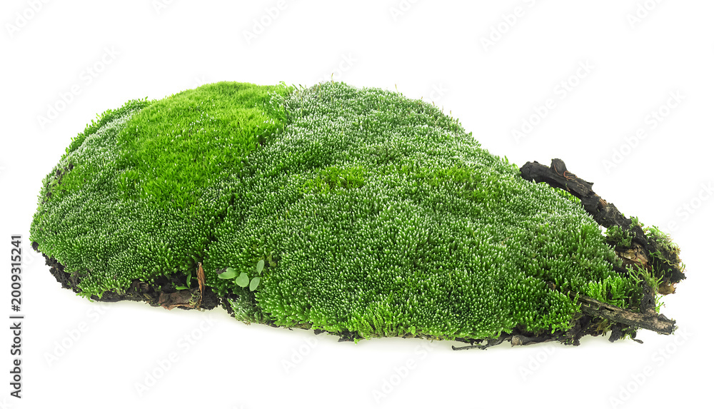 Fototapeta premium Green mossy hill isolated on a white background. Wet green moss with rotten branches and grass.