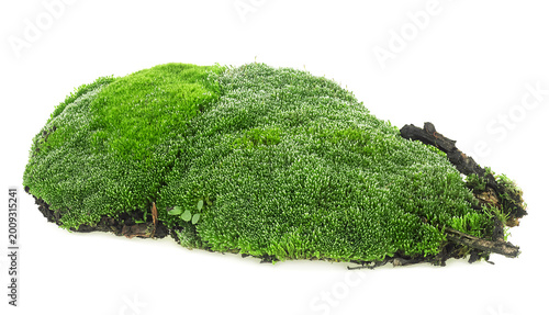 Green mossy hill isolated on a white background. Wet green moss with rotten branches and grass.