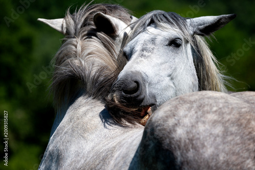Portrait of Two Grey Horses