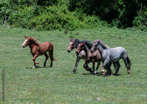 Horses Trotting in a Field