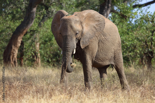 Photography Afrikanischer Elefant / African elephant / Loxodonta africana
