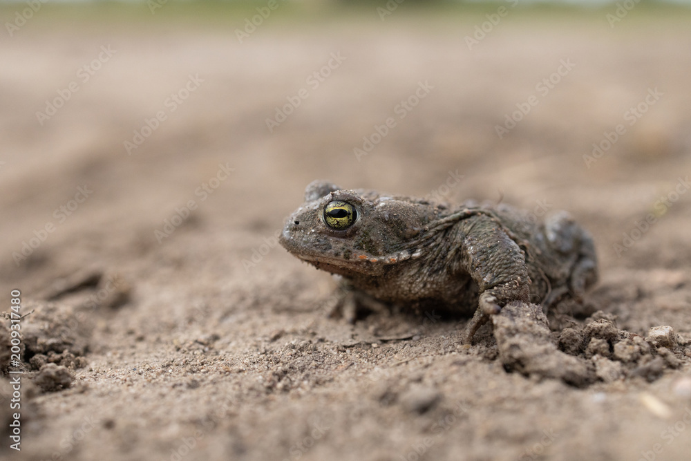 Fototapeta premium Natterjack toad (Epidalea calamita)
