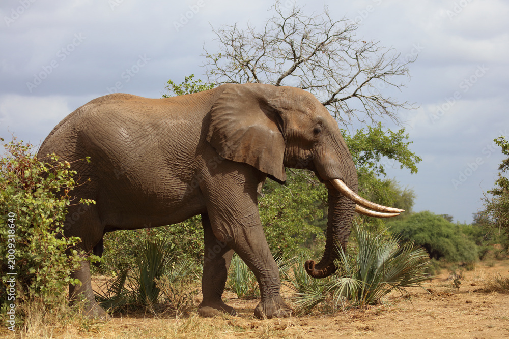 Fototapeta premium Afrikanischer Elefant / African elephant / Loxodonta africana