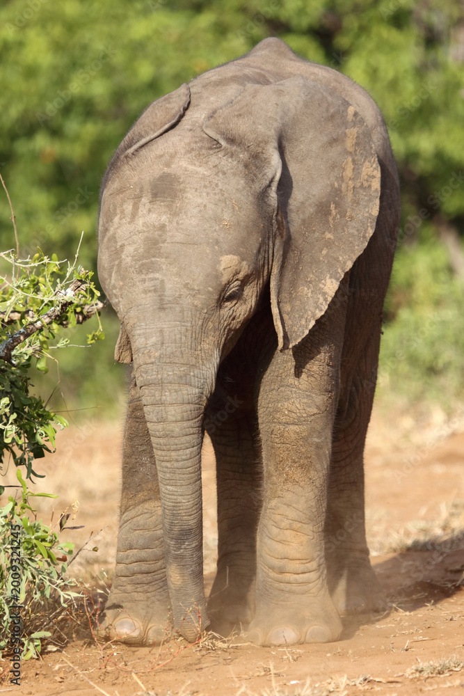 Fototapeta premium Afrikanischer Elefant / African elephant / Loxodonta africana
