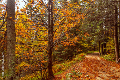 Fotografía autumn in the forest