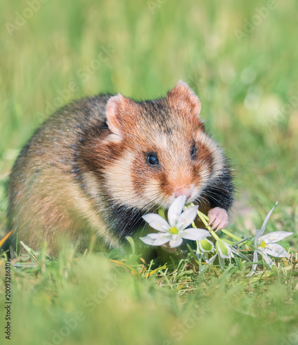 european hamster in the grass eating flowers