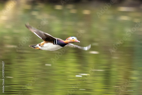 Bild auf Leinwand The mandarin duck, Aix galericulata flying at a lake