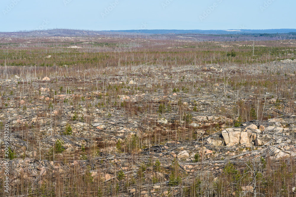 Obraz premium Wide barren forest landscape showing aftermath of wildfire and deforestation under clear blue sky.