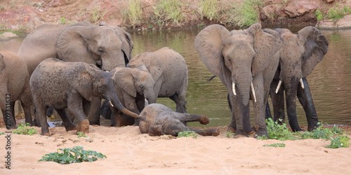 Foto Afrikanischer Elefant / African elephant / Loxodonta africana