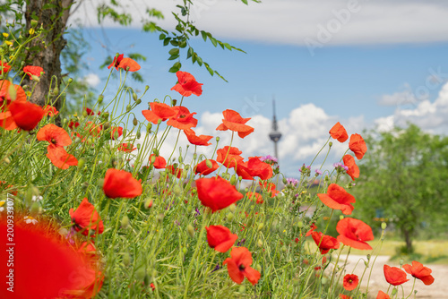 Vibrant red poppies frame the iconic torre espana communication tower set against a clear blue sky