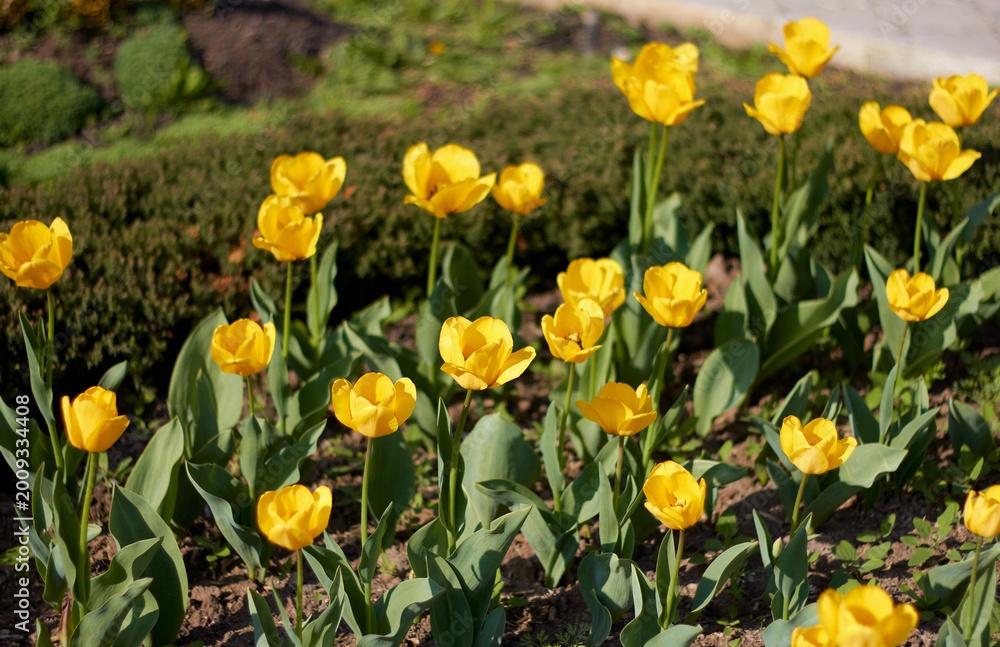 Obraz premium A vibrant garden filled with blooming yellow tulips