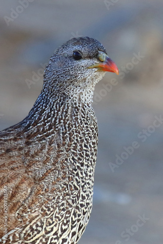 Natalfrankolin / Natal francolin or Natal spurfowl / Francolinus natalensis val Pternistis natalensis