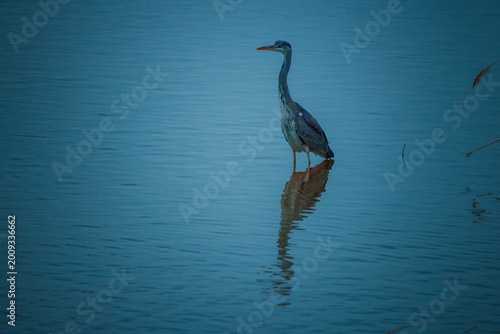 Photos Graureiher (Ardea cinerea)