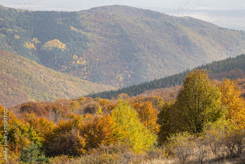 Fall colors in the forest on Buzludzha Peak.