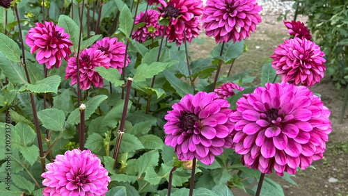 Photo of autumn beautiful dahlia flowers in close 
up in nature in sunny botanical garden. 
Buds of flowering plants. Picture to print on notebook cover, copybook, calendar, postcard, printing design.