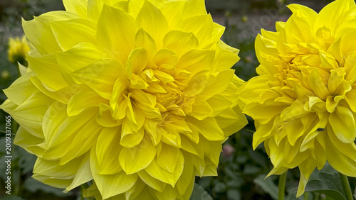 Photo of autumn beautiful dahlia flowers in close 
up in nature in sunny botanical garden. Buds of flowering plants. Picture to print on notebook cover, copybook, calendar, postcard, printing design.