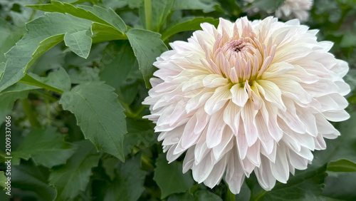 Photo of autumn beautiful dahlia flowers in close 
up in nature in sunny botanical garden. 
Buds of flowering plants. Picture to print on notebook cover, copybook, calendar, postcard, printing design.