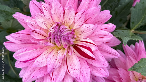 Photo of autumn beautiful dahlia flowers in close 
up in nature in sunny botanical garden. 
Buds of flowering plants. Picture to print on notebook cover, copybook, calendar, postcard, printing design.