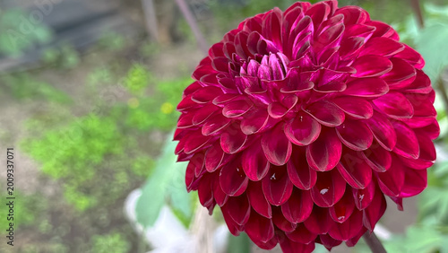 Photo of autumn beautiful dahlia flowers in close 
up in nature in sunny botanical garden. 
Buds of flowering plants. Picture to print on notebook cover, copybook, calendar, postcard, printing design.