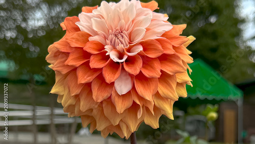 Photo of autumn beautiful dahlia flowers in close 
up in nature in sunny botanical garden. Buds of flowering plants. Picture to print on notebook cover, copybook, calendar, postcard, printing design.