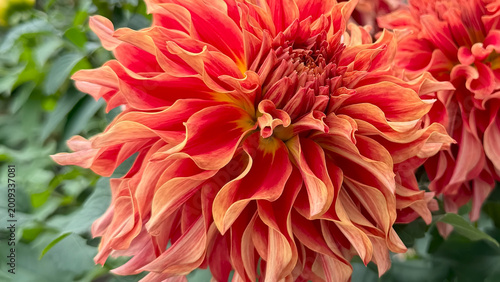 Photo of autumn beautiful dahlia flowers in close 
up in nature in sunny botanical garden. Buds of flowering plants. Picture to print on notebook cover, copybook, calendar, postcard, printing design.