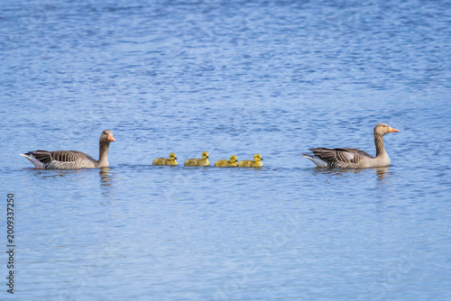 A family of geese floats on the water, mom in front with three little ducklings.