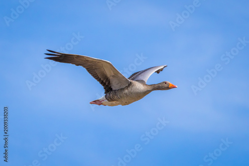 Greylag geese in a fly by