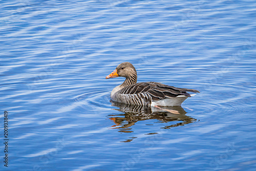 Greylag goose (Anser anser) close up