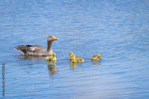 A family of geese floats on the water, mom in front with three little ducklings.