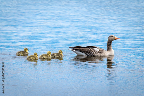 A family of geese floats on the water, mom in front with three little ducklings.