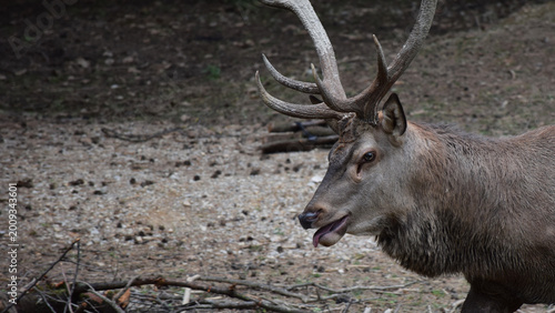 A majestic deer with large antlers in the forest.