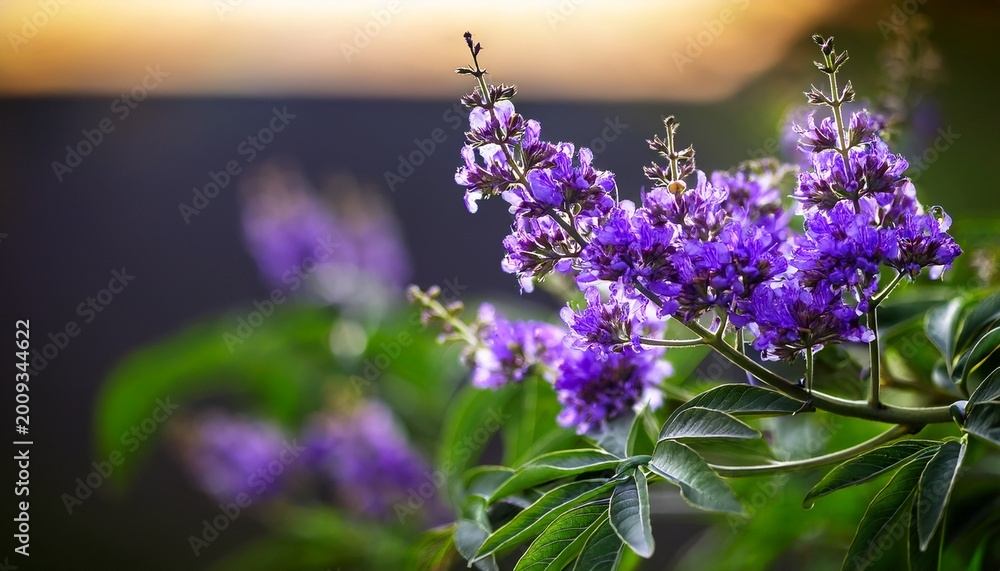 Obraz premium vitex chaste tree vitex agnus castus chastetree chasteberry abraham s balm lilac chastetree or monk s pepper purple flowers