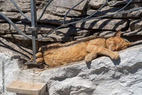 Photography red cat spleeping