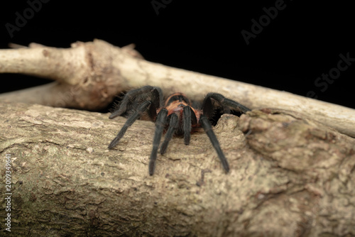 Принти на полотні tarantula