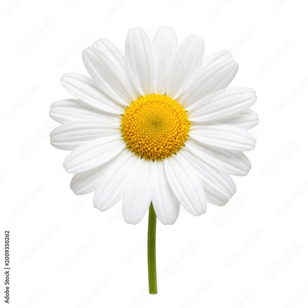 Fototapeta premium White daisy flower with yellow center isolated on transparent background