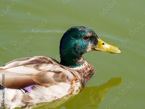 Bild auf Leinwand Male Mallard Duck Swimming on Green Water Surface